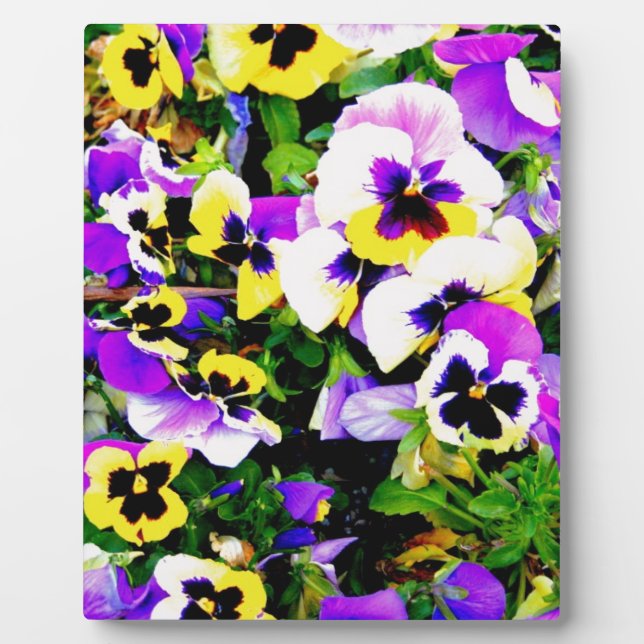 pansy flowers plaque (Front)