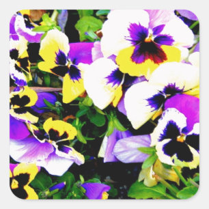 pansy flowers square sticker