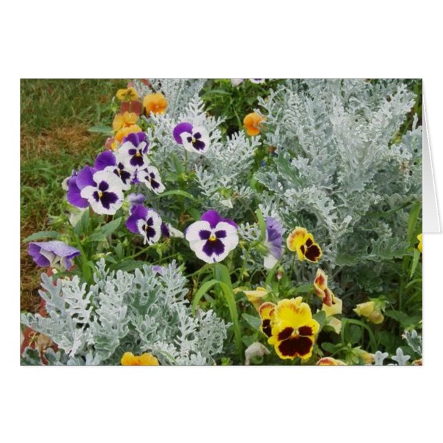 Pansy Garden (Front Horizontal)