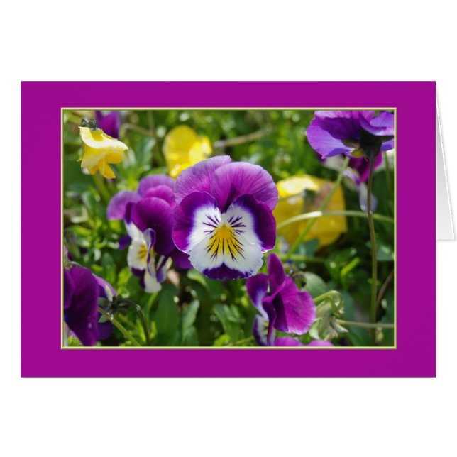 Pansy Garden Blank Card (Front Horizontal)