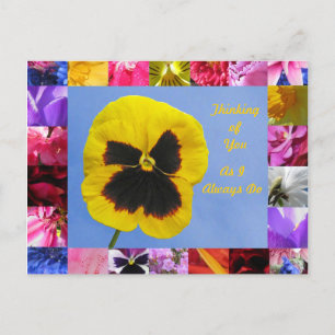 Pansy Garden Postcard