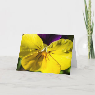Pansy Greeting Card - Blank
