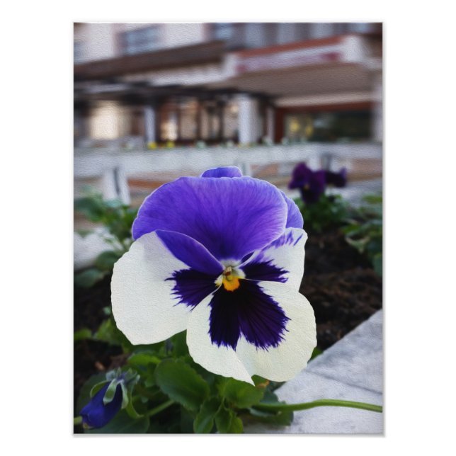 Pansy on the sidewalk photo print (Front)