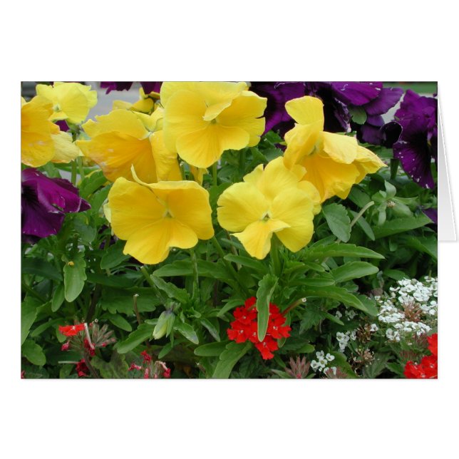 Pansy Pannier (Devant horizontal)