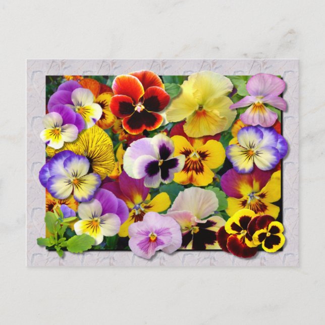 PANSY PATCHWORK POSTCARD (Front)