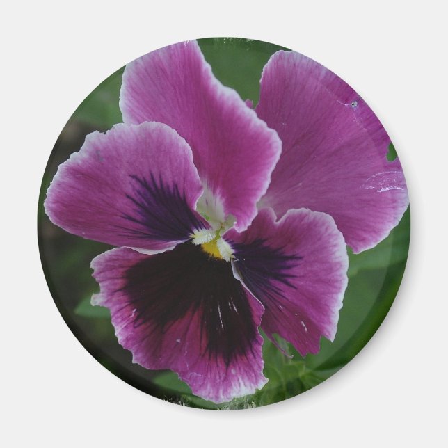 Pansy Pictures Round Magnet (Front)