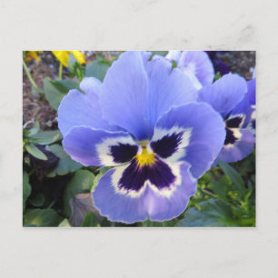 Pansy Postcard