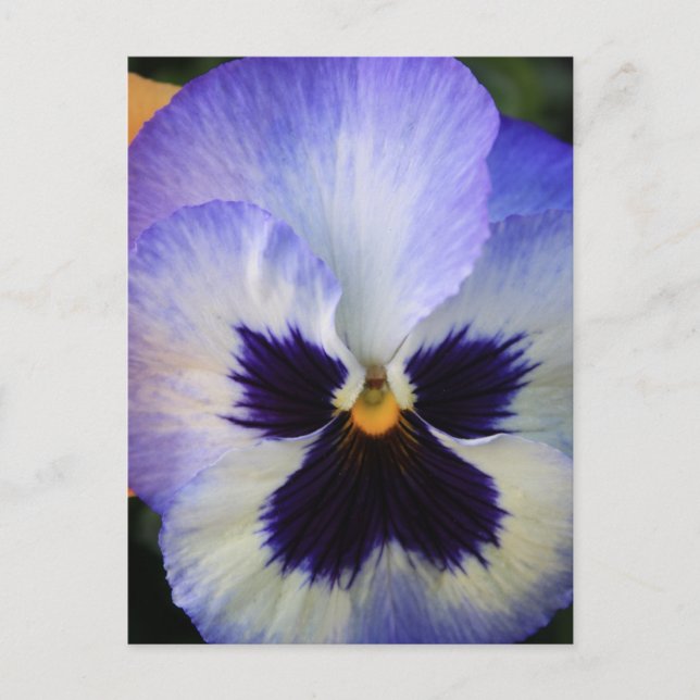 Pansy Postcard (Front)