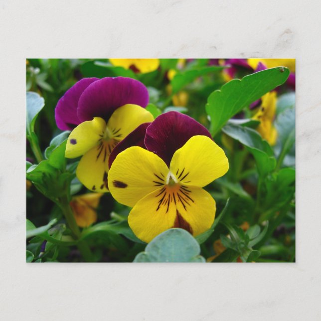 Pansy Postcard (Front)
