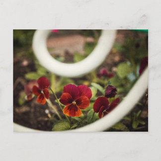 Pansy Postcard