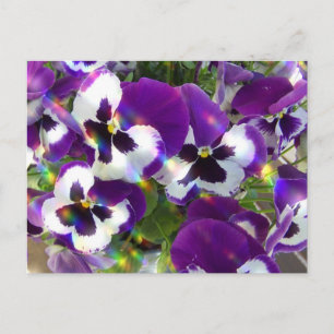 Pansy Postcard