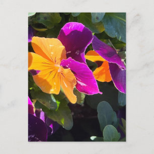 Pansy Postcard Orange and Purple