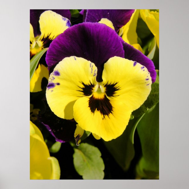 Pansy Poster (Front)
