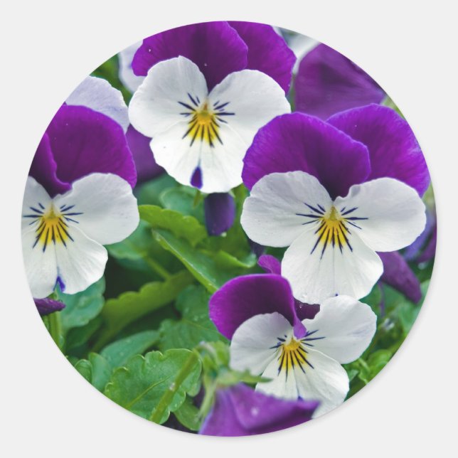 Pansy Purple Classic Round Sticker (Front)