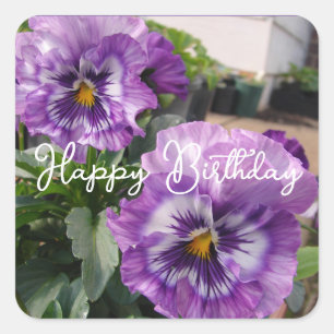 Pansy Purple Flower floral Blue Happy Birthday Square Sticker