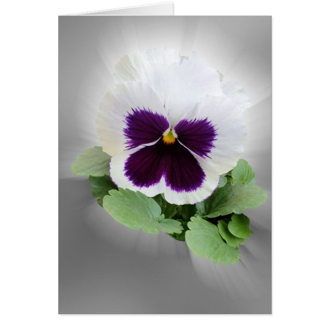 Pansy purple white (Front)