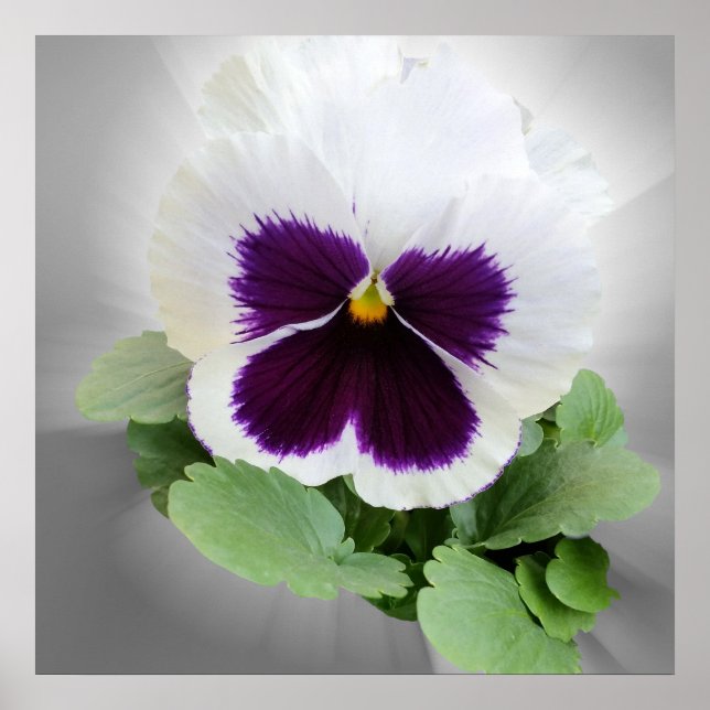Pansy purple white poster (Front)