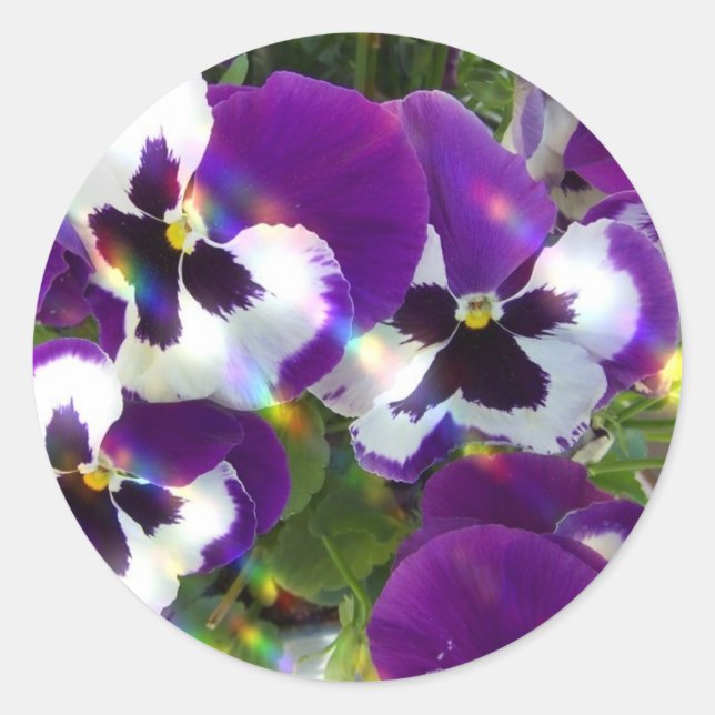 Pansy Sticker (Front)
