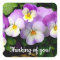 Pansy Thinking of You