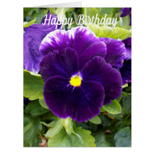 Pansy violet profond, grande carte d'anniversaire