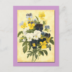 Pansy Violets Botanical Art Postcard