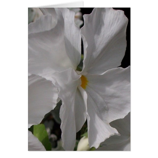 Pansy White (Devant)