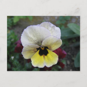 Pansy White and Yellow Postcard