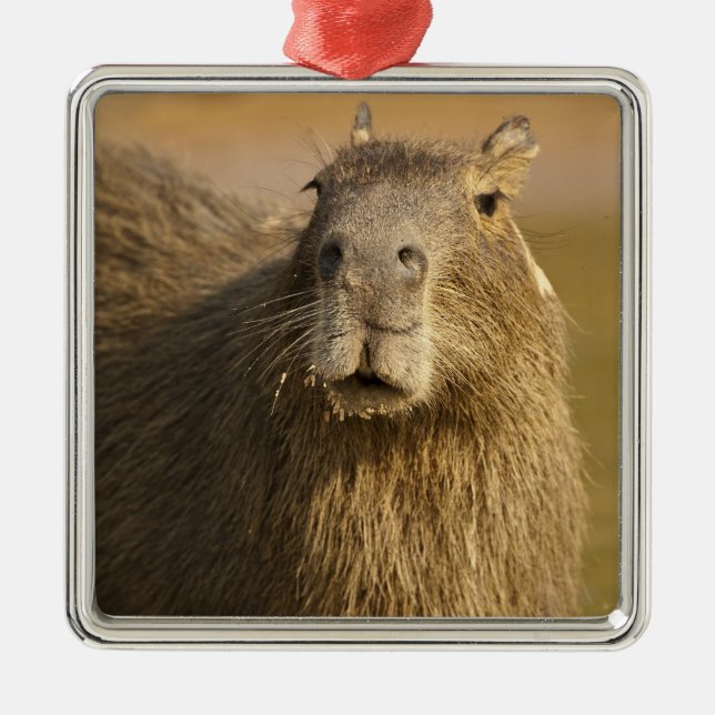 Pantanal, Brazil, Capybara, Hydrochoerus Metal Ornament (Front)