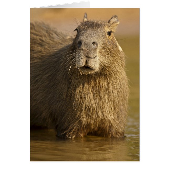Pantanal, Brésil, Capybara, Hydrochoerus (Devant)