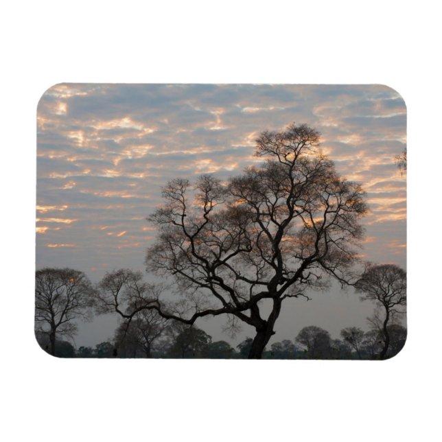 Pantanal Wetlands | South America, Brazil Magnet (Horizontal)