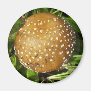 Panther Cap Mushroom Magnet