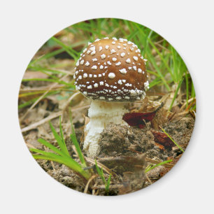 Panther Cap Mushroom Magnet