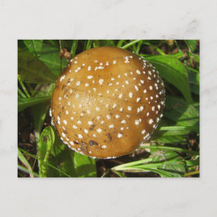 Panther Cap Mushroom Postcard