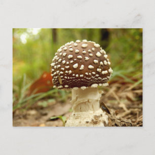 Panther Cap Mushroom Postcard