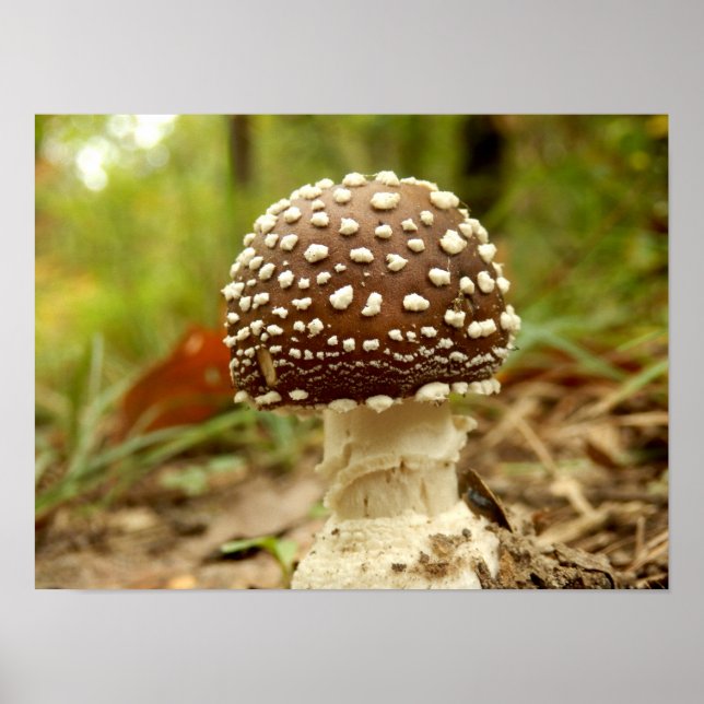 Panther Cap Mushroom Poster (Front)