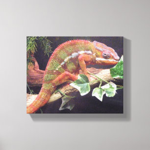 Panther Chameleon Canvas Print