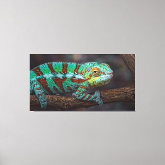 Panther Chameleon Canvas Print