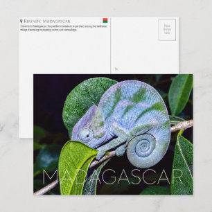 Panther Chameleon, Kirindy, Madagascar Travel  Postcard