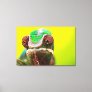 Panther Chameleon, Madagascar Canvas Print