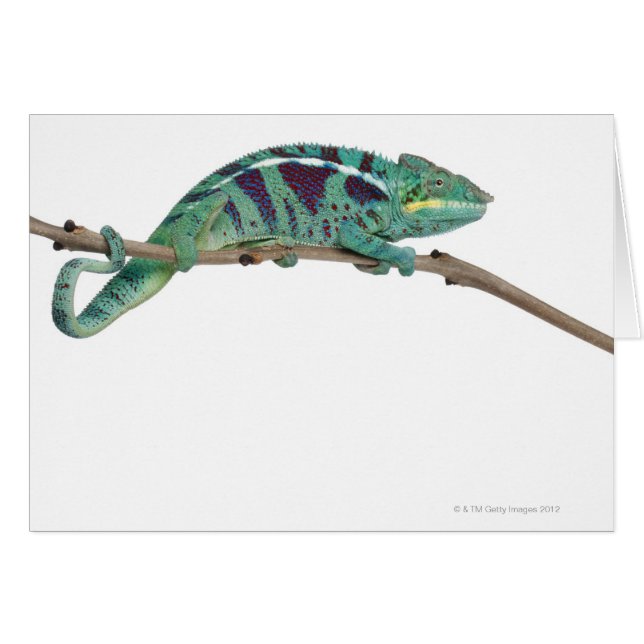 Panther Chameleon Nosy Be (Furcifer pardalis) (Front Horizontal)