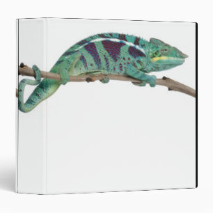 Panther Chameleon Nosy Be (Furcifer pardalis) Binder