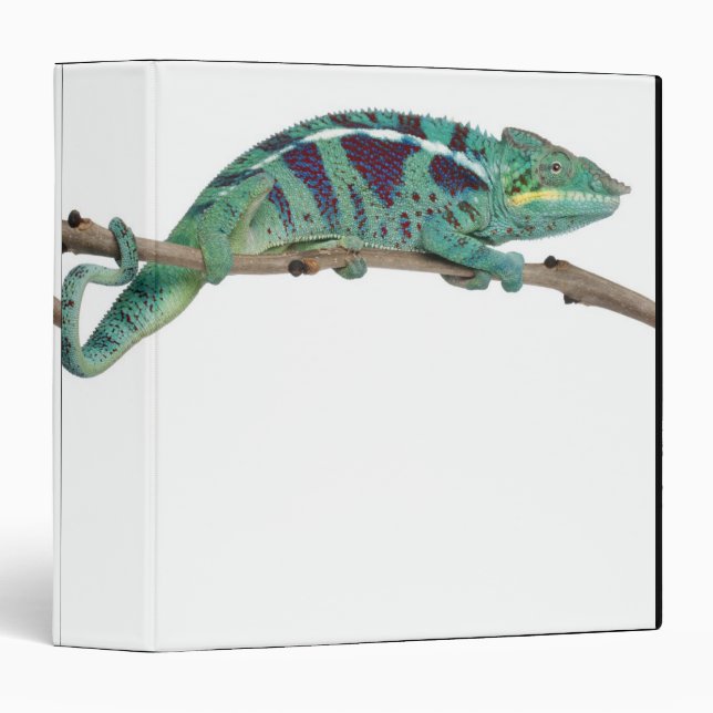 Panther Chameleon Nosy Be (Furcifer pardalis) Binder (Front/Spine)