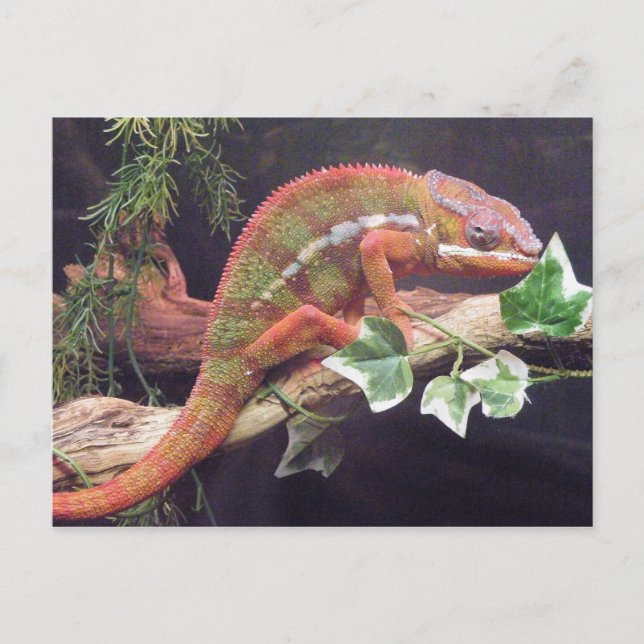Panther Chameleon Postcard (Front)