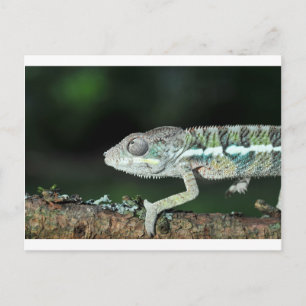 panther chameleon postcard