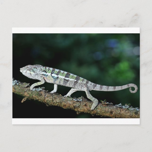 panther chameleon postcard (Front)