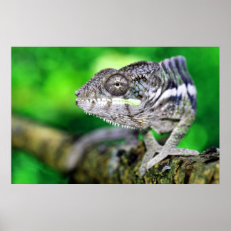 panther chameleon poster