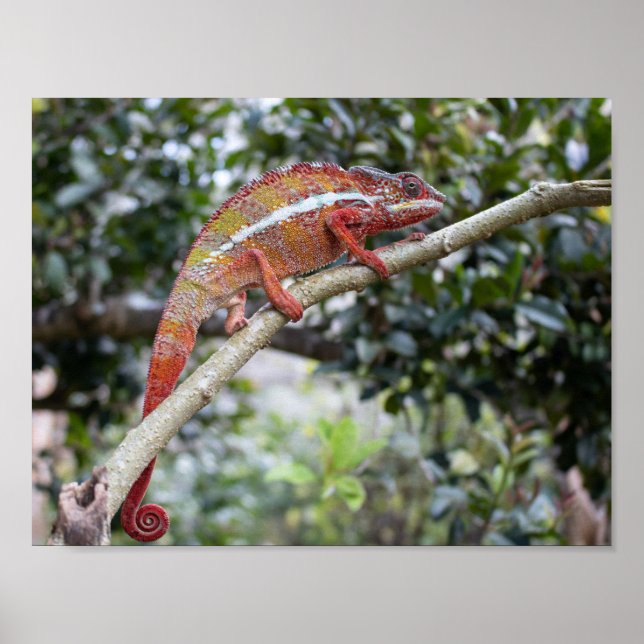 Panther chameleon poster (Front)