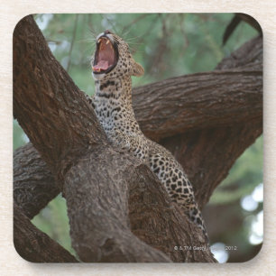 Panther Coaster