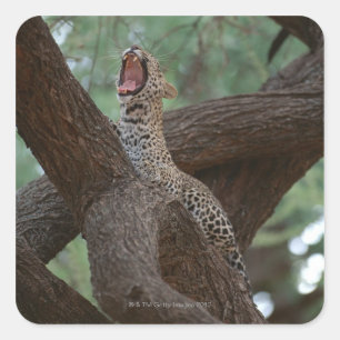 Panther Square Sticker
