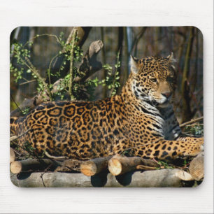 Panthera Jaguar Mouse Pad